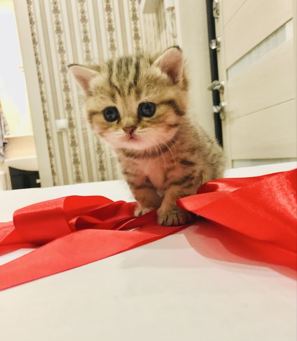 Британские котята шиншиллы