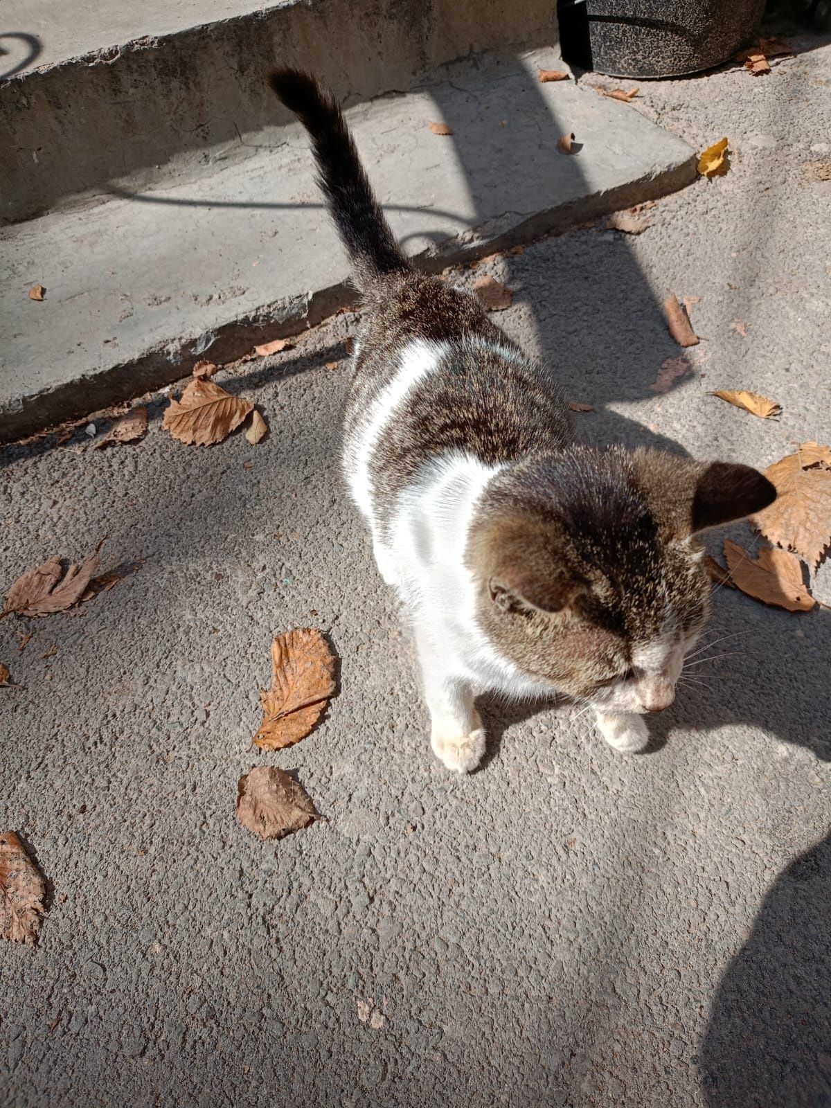 Отдам котёнка примерно 3 месяца