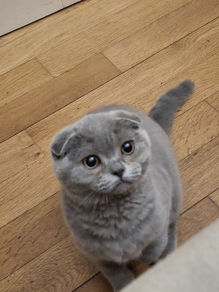 Шотландска Клепоуха котка