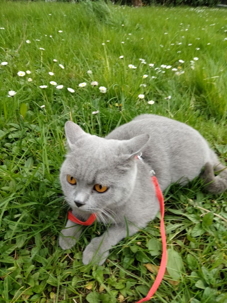 Pisicuță British Shorthair