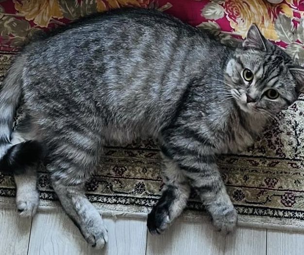Кот отдаю беслпатно