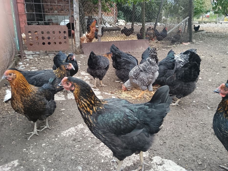 Продавам ярки Супер Харко