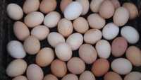 Яйца домашние куриные 100тг