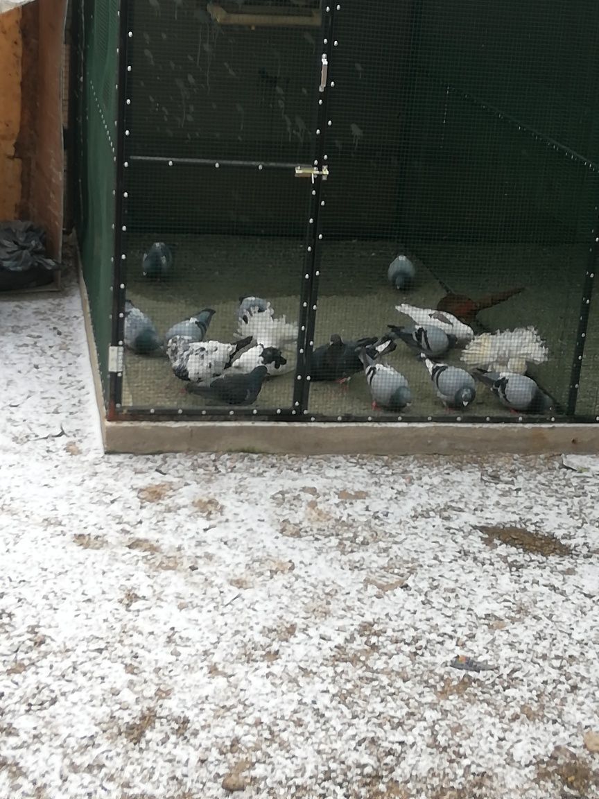Vând porumbei voiajori maturi