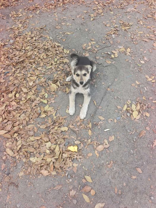 Отдам щенят в добрые руки