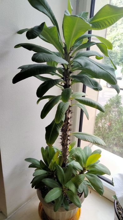 Продам комнатные цветы.