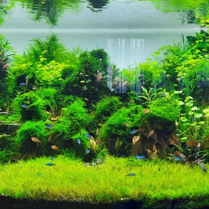 Amenajare, întreținere acvarii