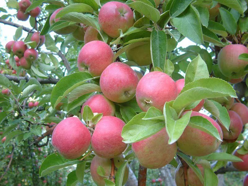 Pomi Fructiferi Dwarf (Mar )