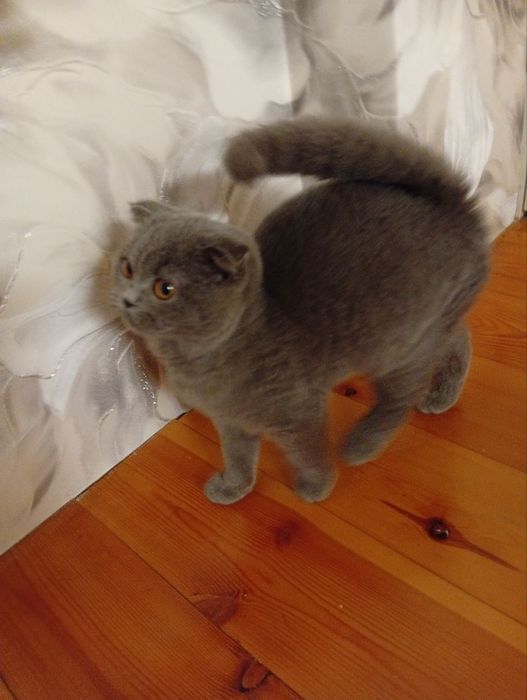 Шотландский фолд мальчик