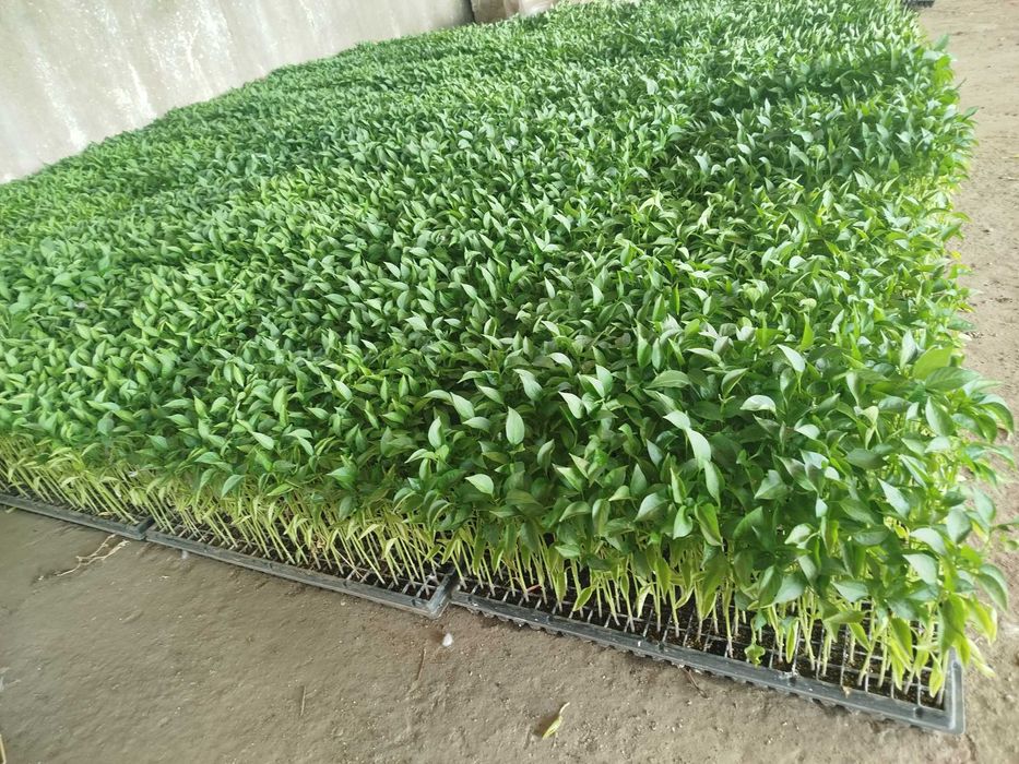 Ardei Gogoșar pritania