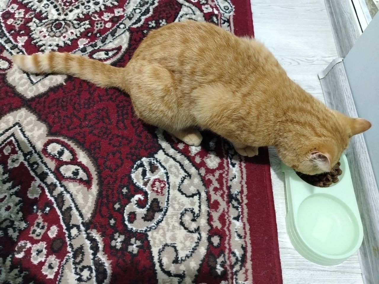 Кошка бесплатно отдаётся аботливому человеку.