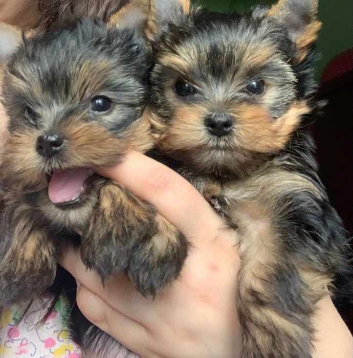 Мини Йорк ждёт невест