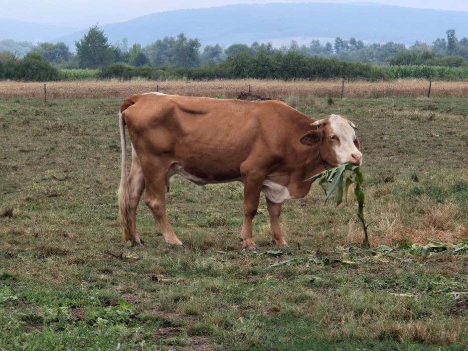 Vând vaci cu lapte