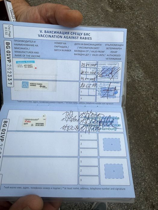 Малтийска Болонка