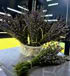 Buchet de lavanda
