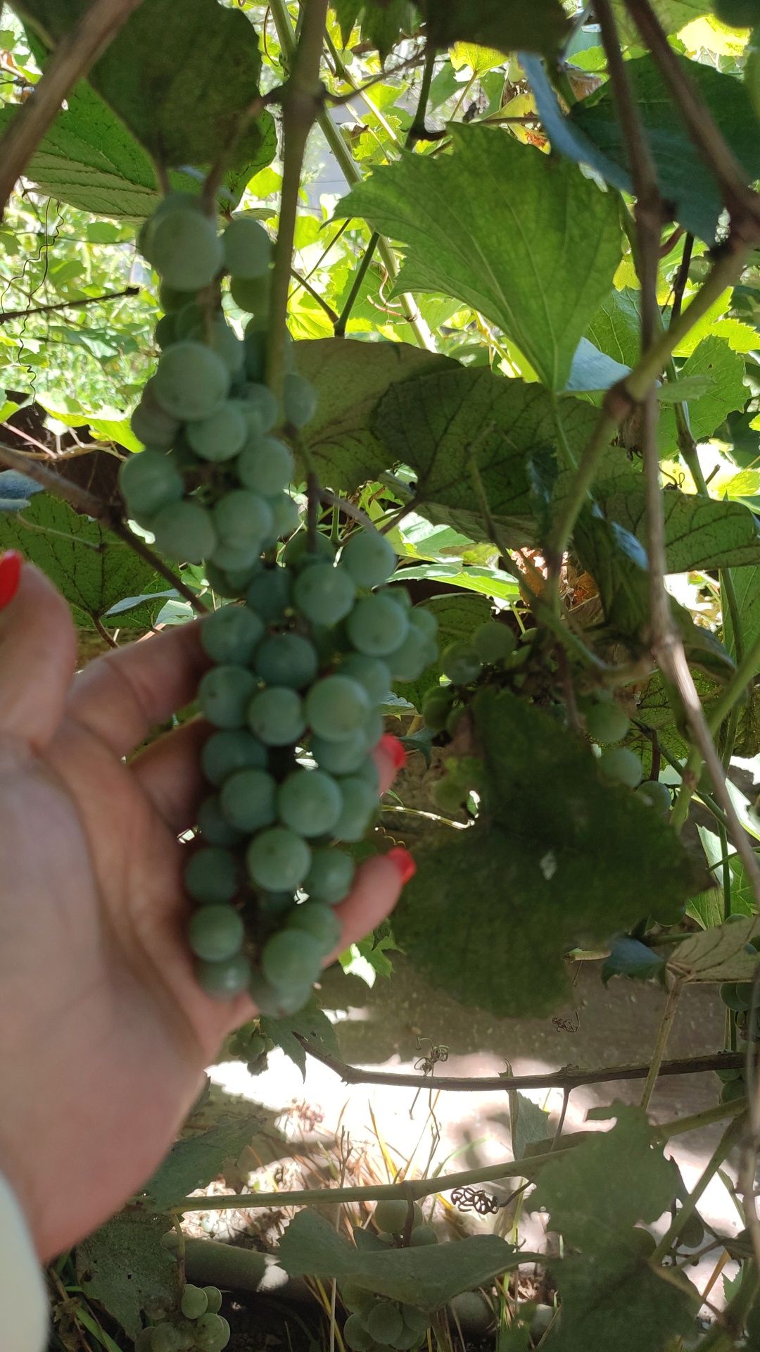Продам винный сорт винограда