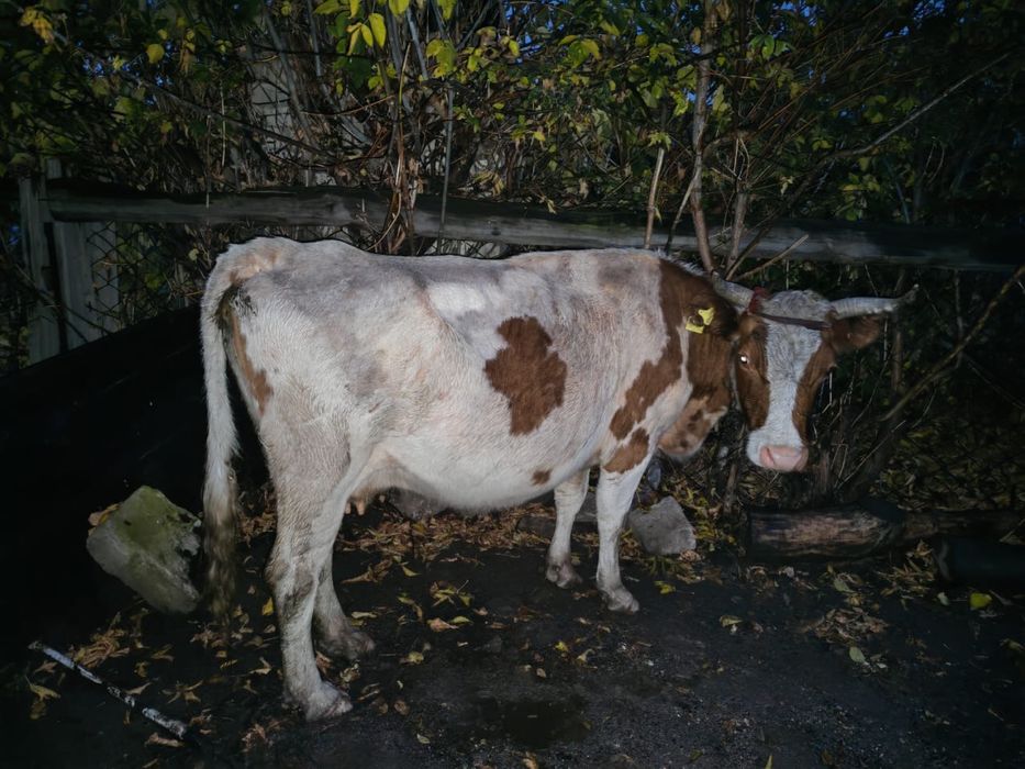 Корова дойная , цена -500 000, в кенжеколе стоит