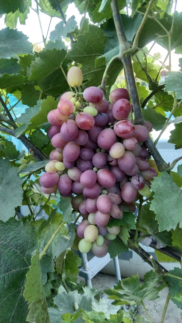 Продам дом и участок