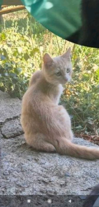 Безплатни домашни любимци