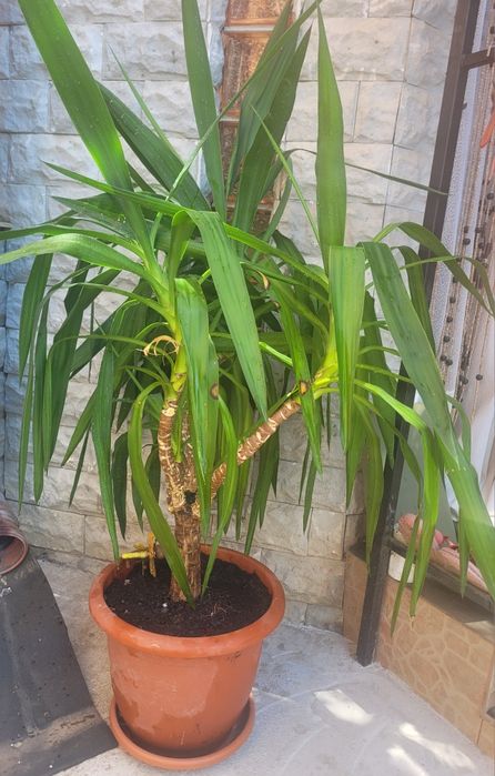 Vând plantă  Yucca de interior!