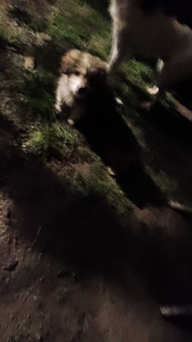 Catei Pentru Adoptie S.O.S