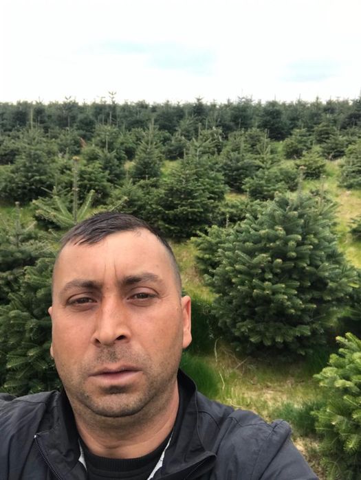 Brazi pentru sarbatori taiați si la ghiveci