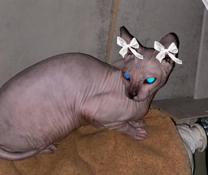 Ищем кота сфинкса
