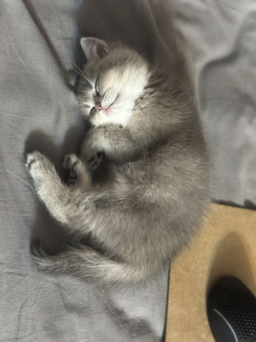 British shorthair rasa pura