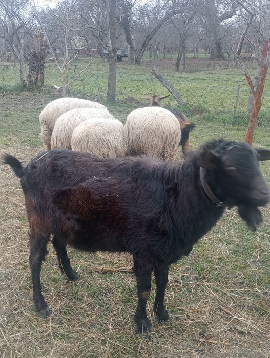 Vînd țap metis de anglonubian