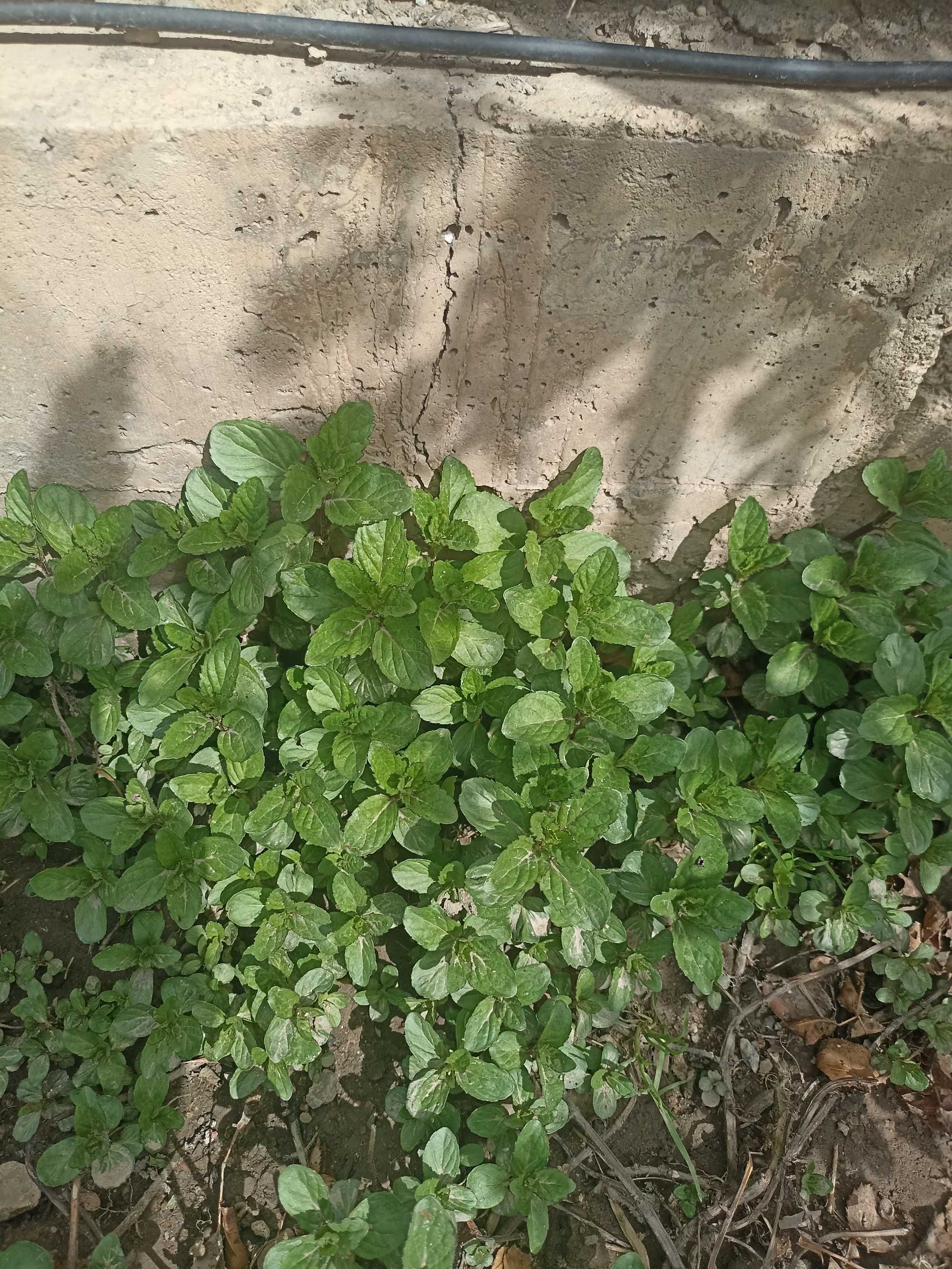Продам душистую мяту кустом недорого