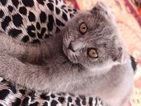 Продаётся котёнок