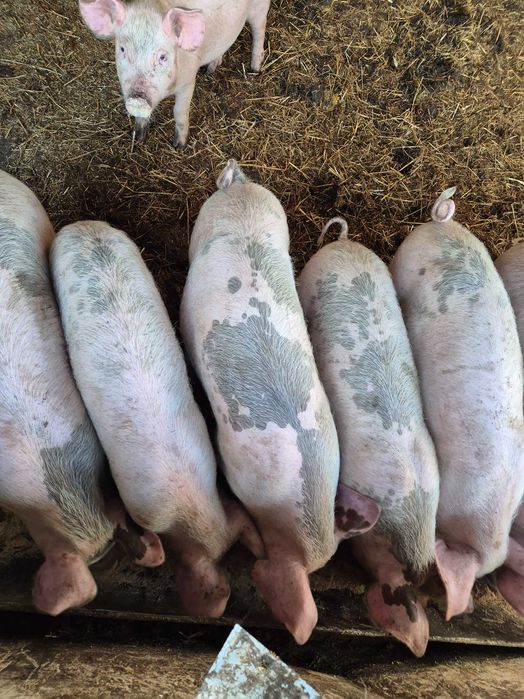 Продавам Прасета ландра