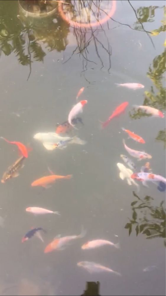 Коя кои Рыба для прудов разное размеры koi koya