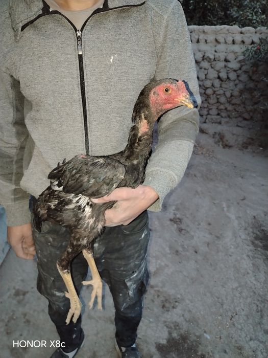 Aprel jujalar sotiladi