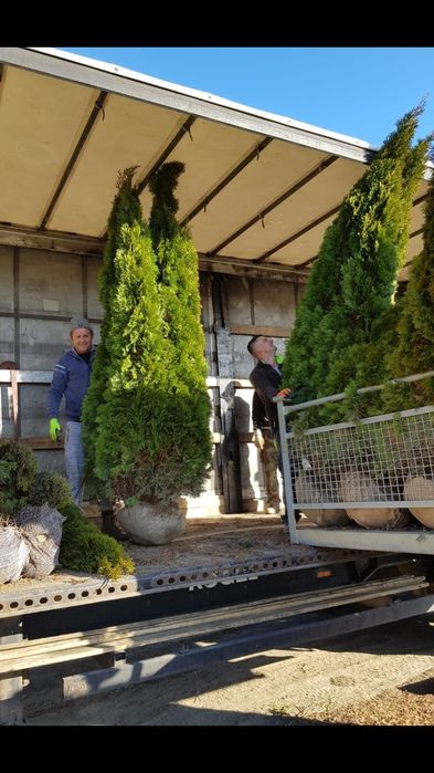 Vand tuia smarald spirale pon pon magnolia gazon rulou pt det sunați