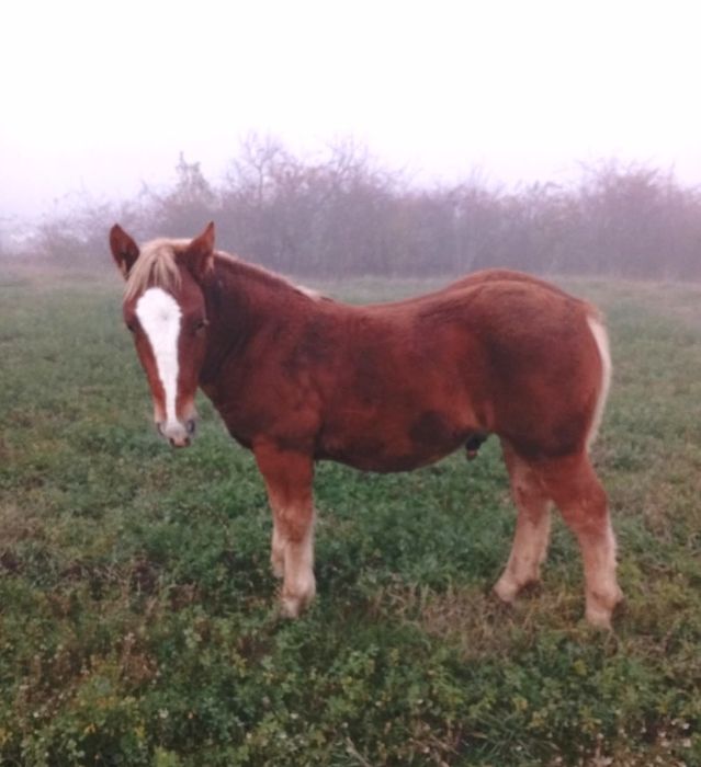 Mânz armăsar în vârstă de 6 luni