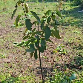 Вишня саженцы деревьев