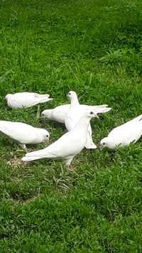 Белые голуби на выпускной