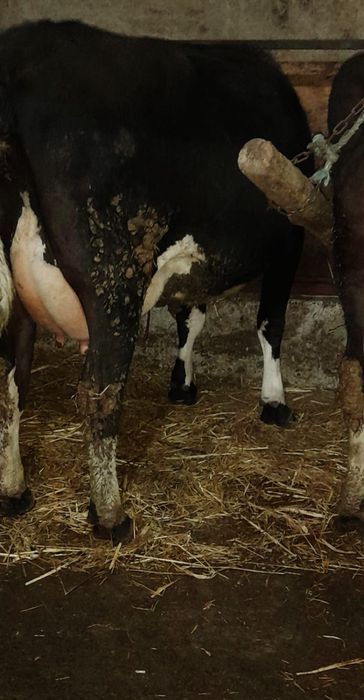 Ofer spre vanzare  vacute