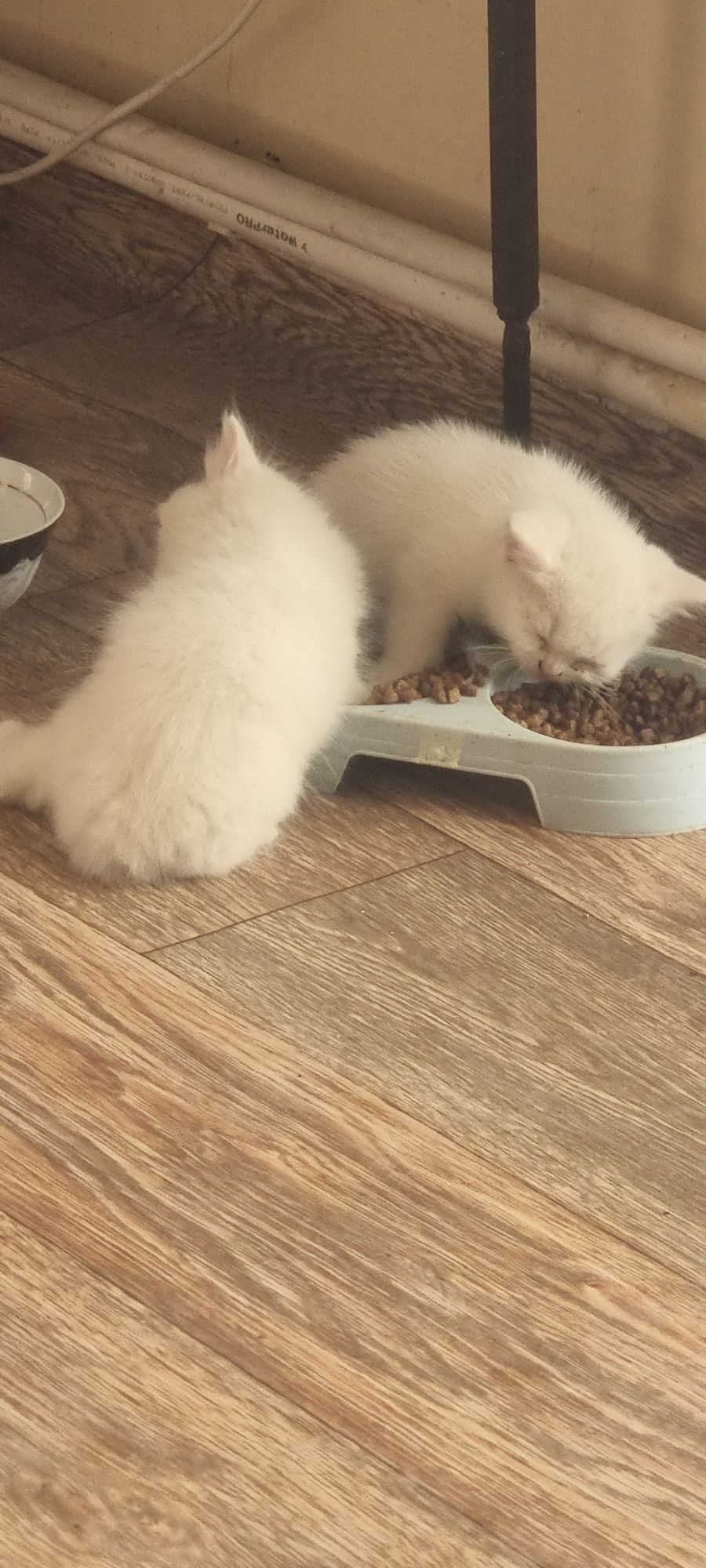 Котята продаются