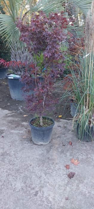 Arțar,cedru,glob,brazii,yucca,aurea,leylandi,pin,prunus,pepinieră