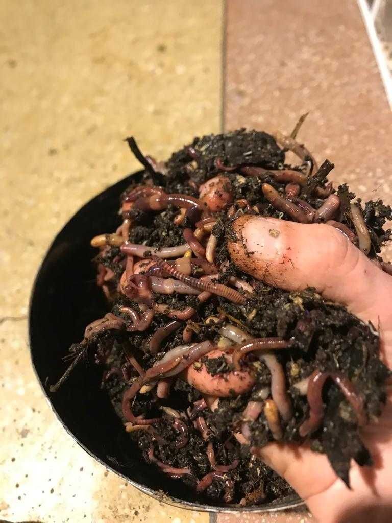 Râme de compost, ferma de râme, explicit pentru compostare