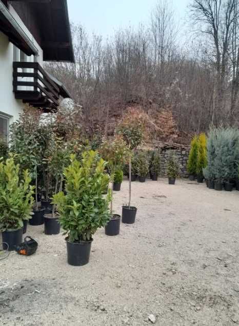 Plante Ornamentale Oriunde in tara calitate extra