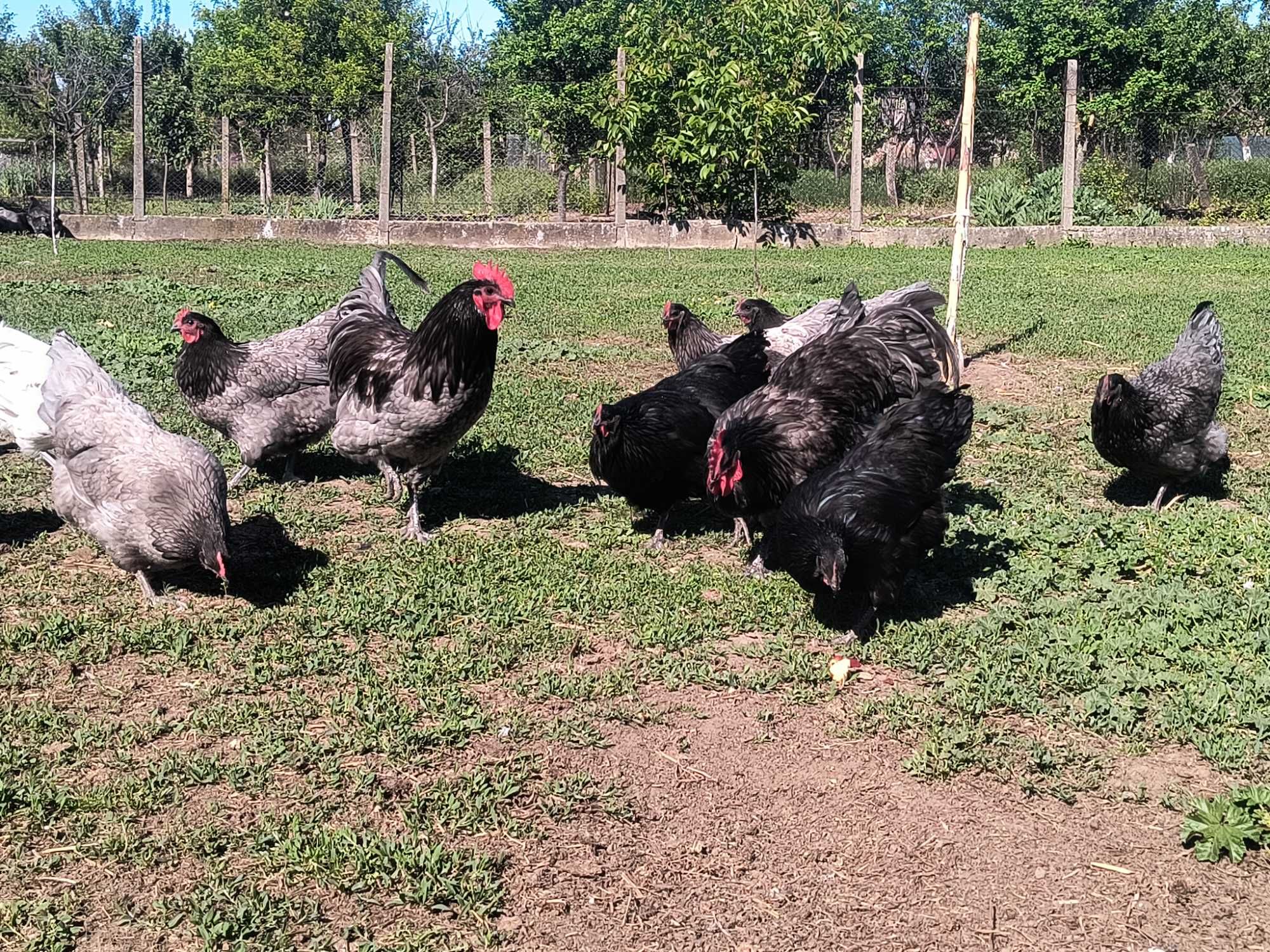 Oua Australorp din gaini tinere