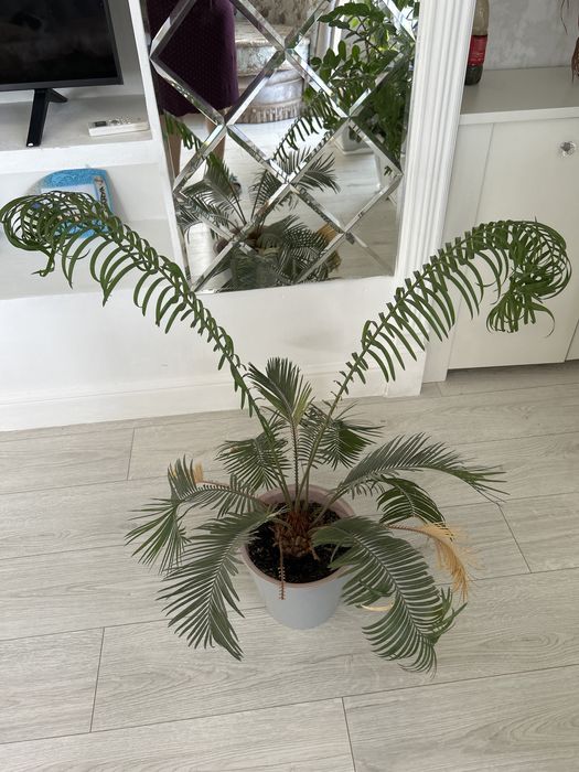 Продам цертис , пальма