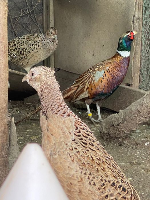 Монголски фазани ( пръстенчат фазан ) Ловен фазан