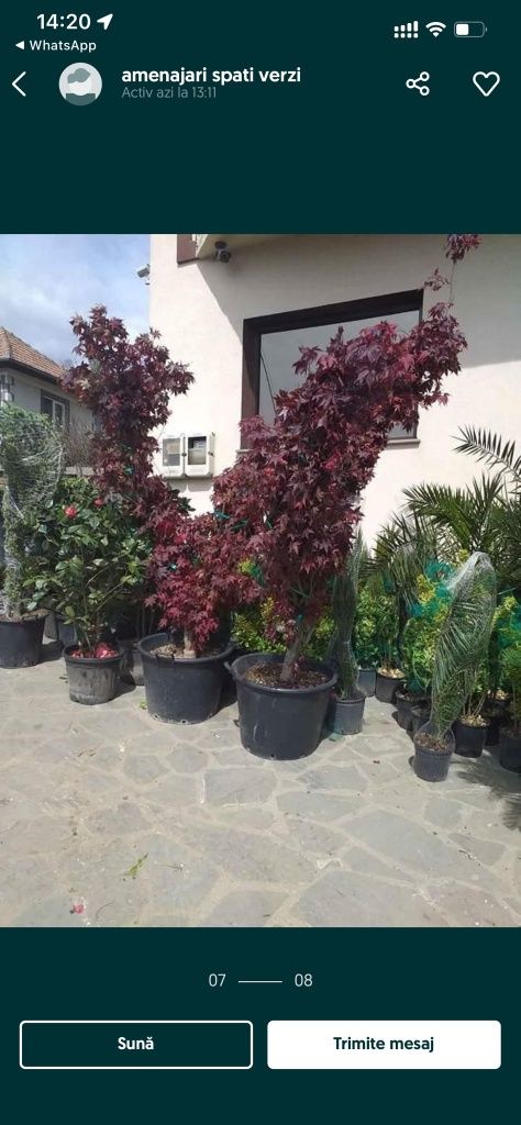 Plante ornamentale pentru o grădină de vis