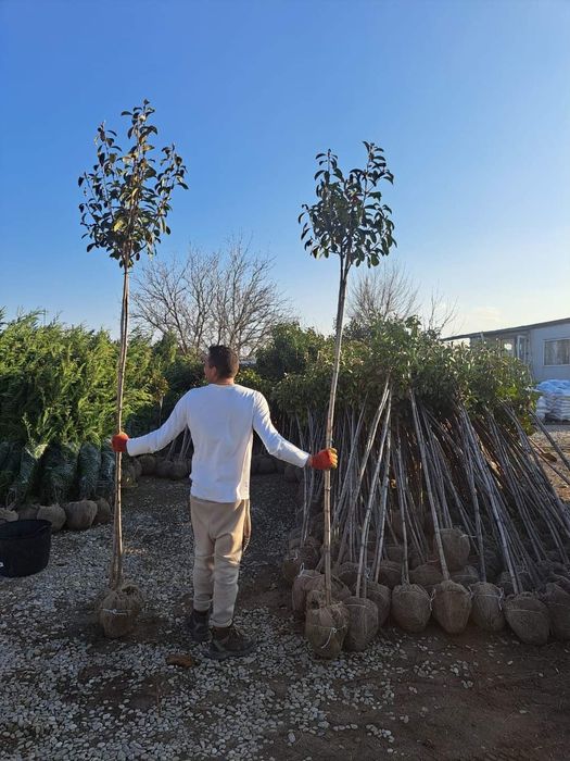Chiparosi leilandi photinia
