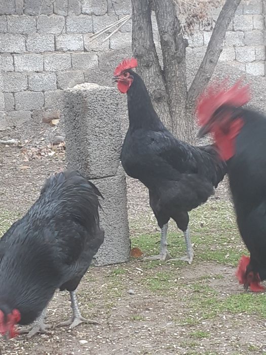 Qora shagzoda xorozlari sotladi