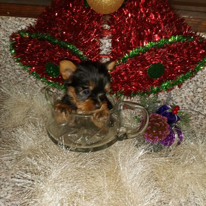 Мини Йорки.    .